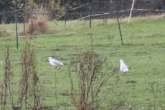 Chroicocephalus ridibundus