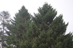 Pinaceae