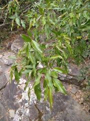 Sebastiania commersoniana