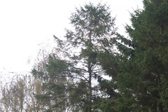 Pinaceae