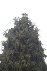 Chamaecyparis lawsoniana