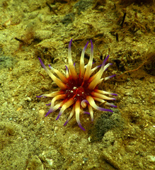 Epiactis australiensis