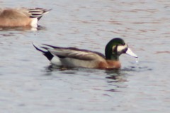 Anas platyrhynchos × Mareca americana