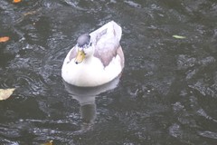 Anas platyrhynchos domesticus