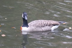 Branta canadensis