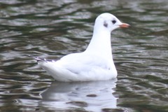 Chroicocephalus ridibundus