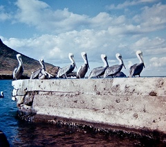 Pelecanus occidentalis