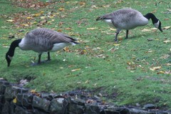 Branta canadensis