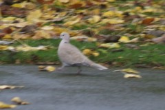 Streptopelia decaocto