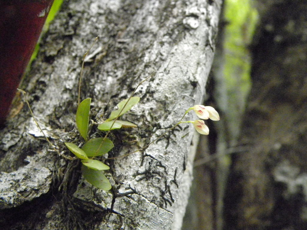 Specklinia orbiculata