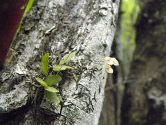 Specklinia