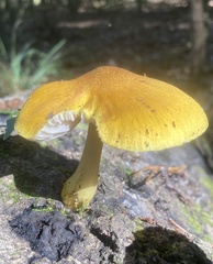 Pluteus mammillatus