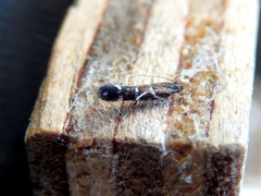 Stagmatophora argyrostrepta