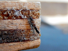 Stagmatophora argyrostrepta