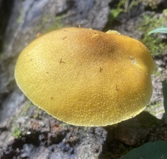 Pluteus mammillatus