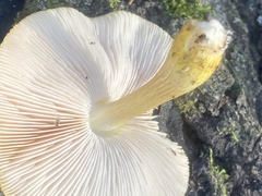 Pluteus mammillatus