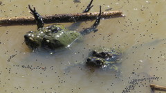 Dermatonotus muelleri