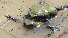 Dermatonotus muelleri