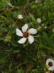 Pavonia betonicaefolia