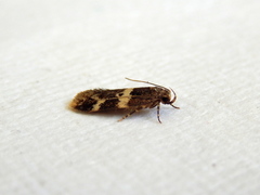 Sphyrelata melanoleuca