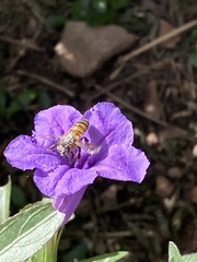 Apis mellifera
