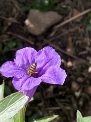 Apis mellifera