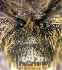 Lasioglossum subhirtum