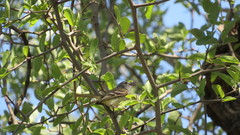 Inezia inornata