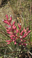 Bromelia hieronymi