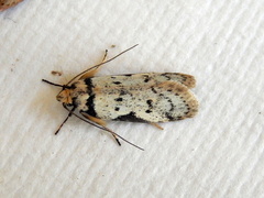Philobota transversella