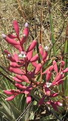 Bromelia hieronymi