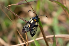 Trypanophora semihyalina