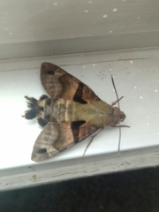 Macroglossum divergens