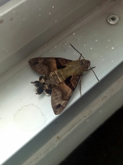 Macroglossum divergens