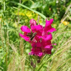 Lerodea eufala concepcionis