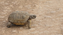 Chelonoidis chilensis