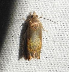 Dichrorampha bittana