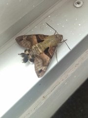 Macroglossum divergens