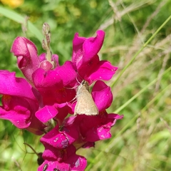 Lerodea eufala concepcionis