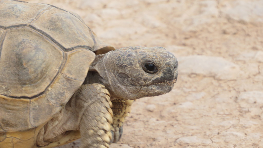 Chaco Tortoise in October 2021 by Francisco González Táboas · iNaturalist