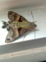 Macroglossum divergens