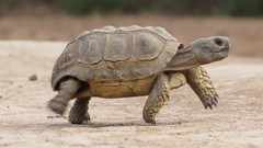 Chelonoidis chilensis