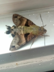 Macroglossum divergens