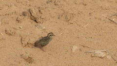 Crypturellus tataupa