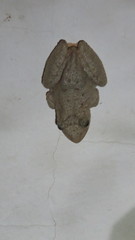 Scinax acuminatus