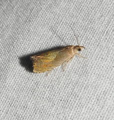 Dichrorampha bittana