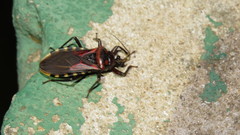 Brontostoma colossus