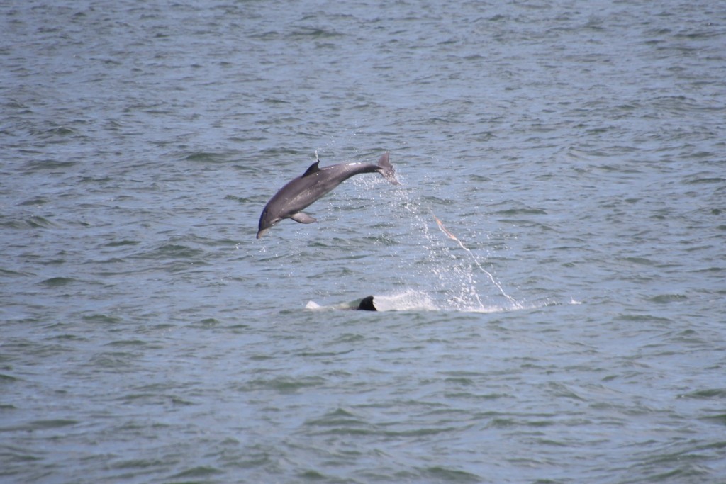 Coastal bottlenose dolphin leaping out of the water