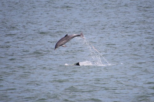 Tamanend's Bottlenose Dolphin photographed in Virginia