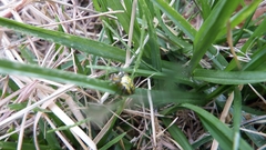Alpaida variabilis